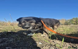 Mixed Breed dogs for adoption: Lawrence - Norwich Norfolk  - Advert 2