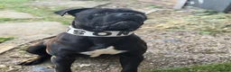 Cane Corso dogs for sale: Tyson  - Advert 4