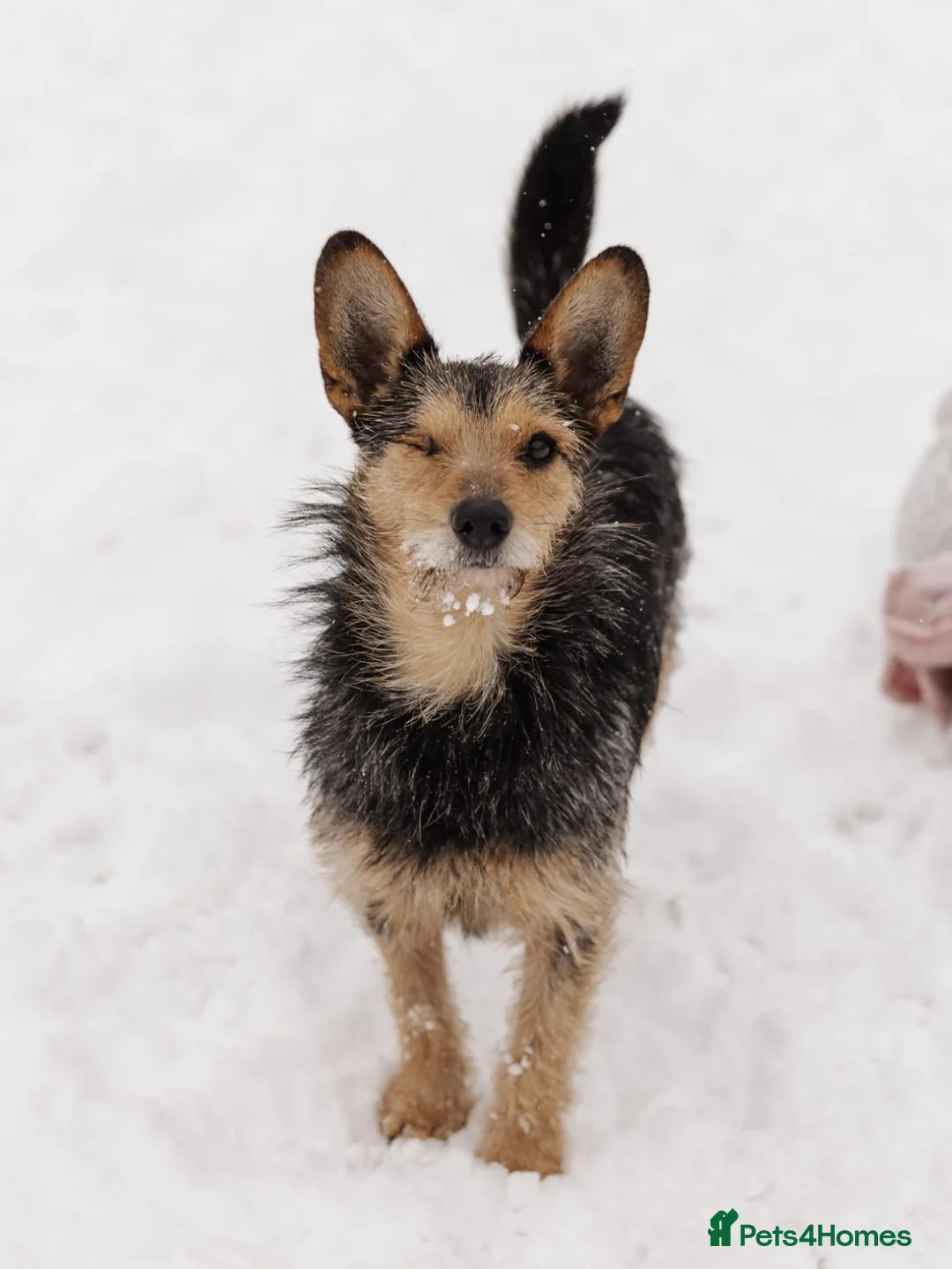 Mixed Breed dogs for adoption: 💙🐶 CHAPPY – a gentle heart who trusts 🐶💙 - Advert 11