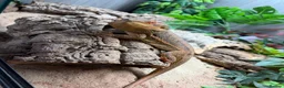 Bearded Dragon reptiles for sale: 1.5yr Male bearded dragon & full set up  in Ayr - Advert 4