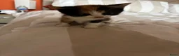 Mixed Breed cats for sale: Beautiful kittens for sale - Advert 4