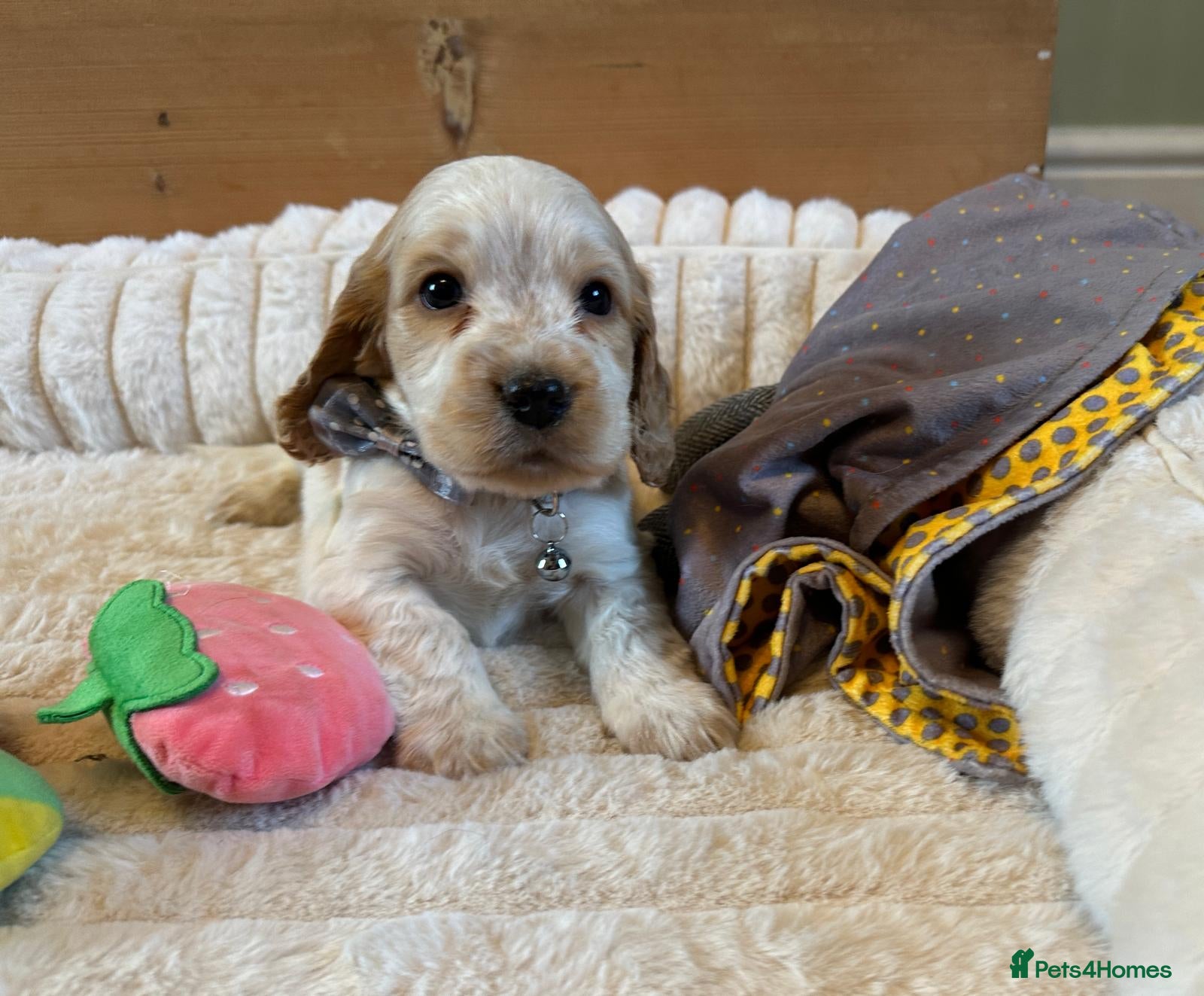 Cocker Spaniel dogs KC Registered Show Type Cocker Spaniel Puppies  - Advert 6