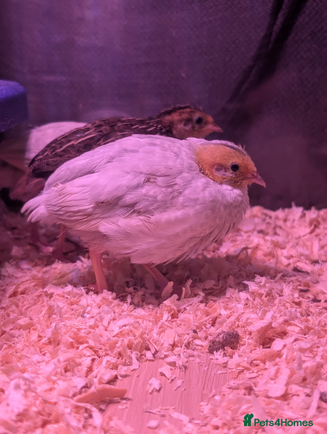 Quail poultry for sale: Beautiful Chinese painted quails (button quail) - Advert 2