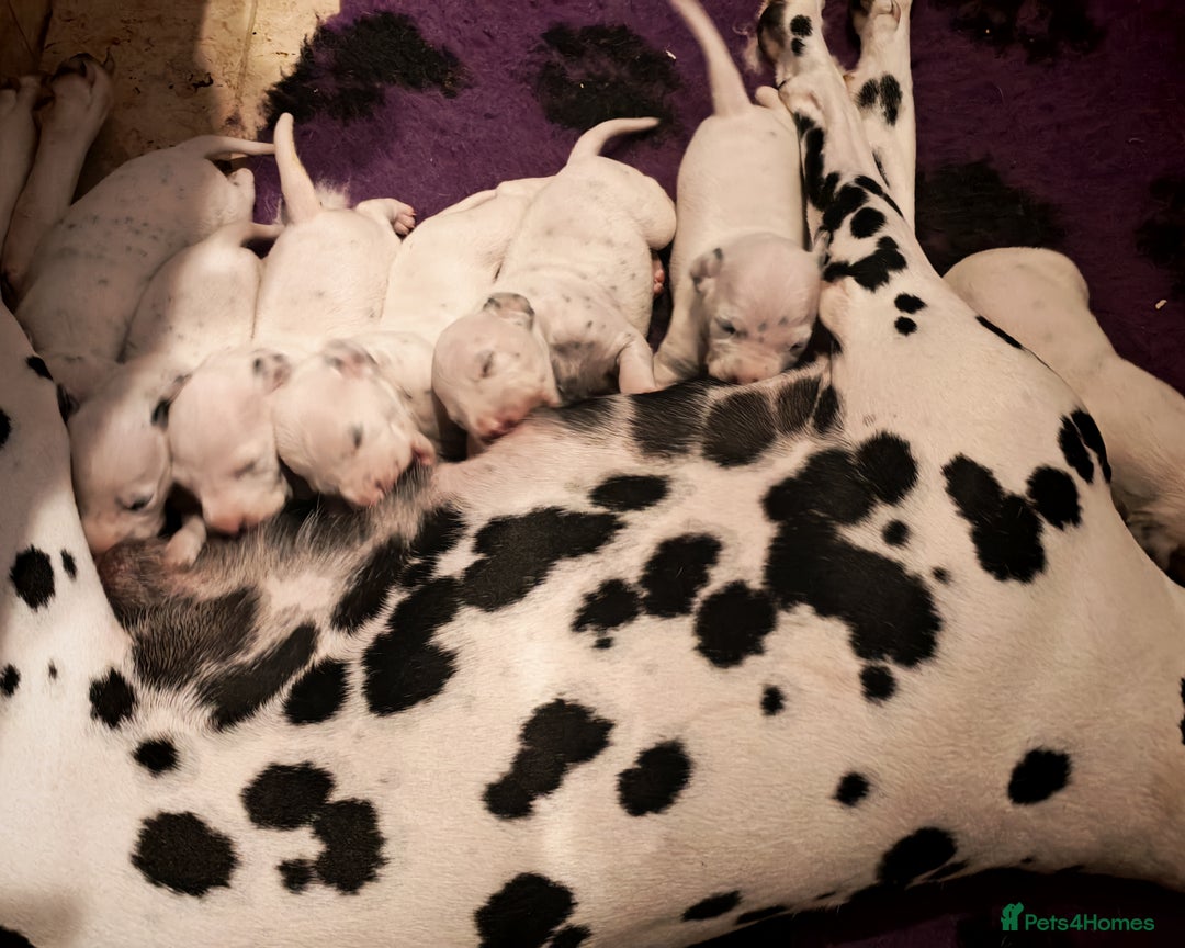 Dalmatian dogs for sale: The Secret is Out! Champion Boys in the making!! - Advert 2