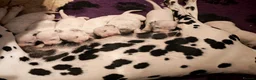 Dalmatian dogs for sale: Ready now - fully vaccinated, Champion bred - Advert 6