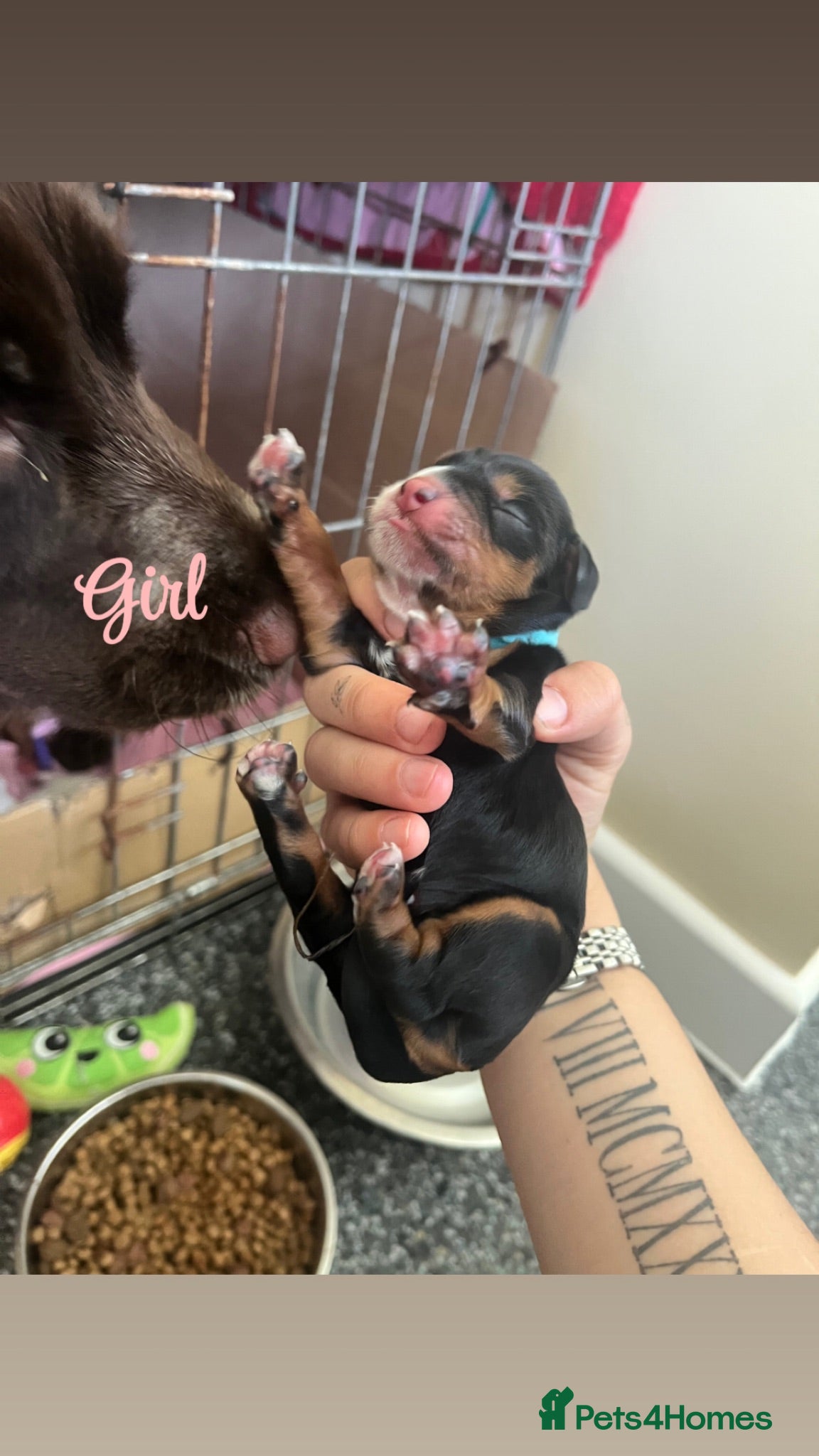 Cocker Spaniel dogs Premium female working cocker spaniel - Advert 2