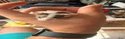 Mouse rodents for sale: 2 adorable mice for sale  - Advert 2
