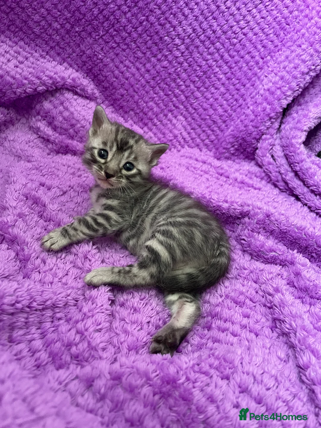 Bengal cats for sale: Incredibly beautiful Bengals kittens TICA  - Advert 27