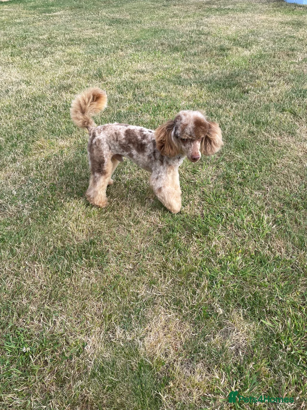 Toy Poodle dogs for stud: FOR STUD PEANUT  - Advert 5
