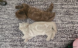 Scottish Fold cats for sale: SF 2 males available  - Image 17