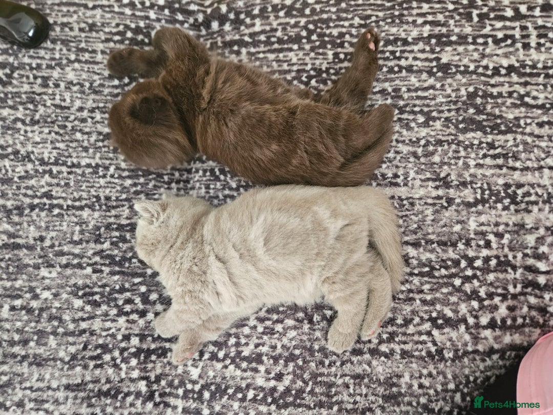 Scottish Fold cats for sale: SF 2 males available  - Image 17