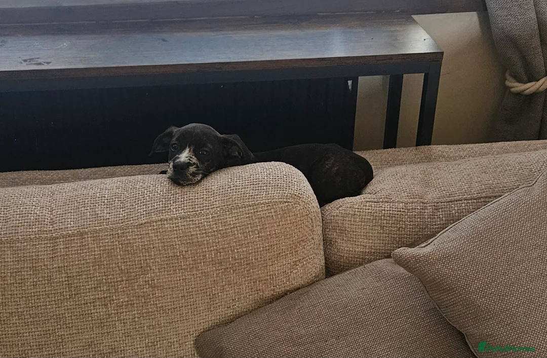 Mixed Breed dogs for sale: French wheener - Advert 5