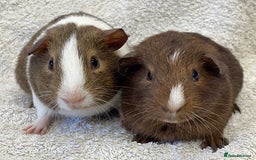 Guinea Pig rodents for sale: Guinea Pigs bonded pair ready to go  - Image 2