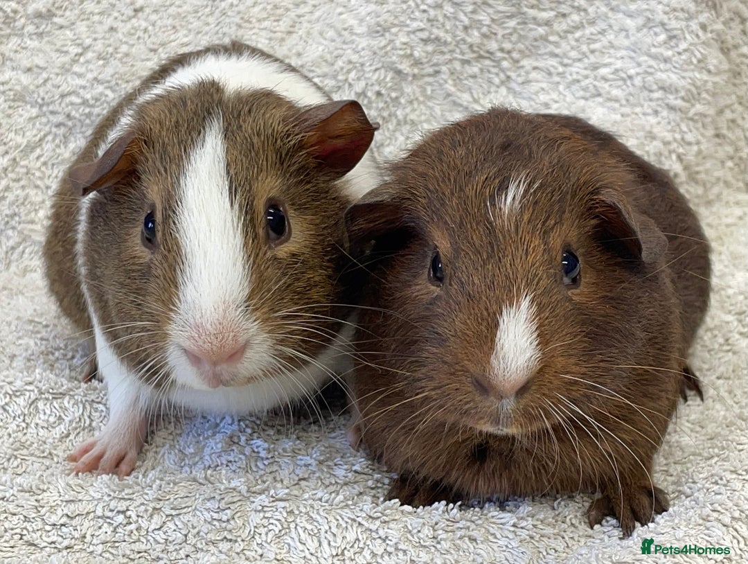 Guinea Pig rodents for sale: Guinea Pigs bonded pair ready to go  - Image 2