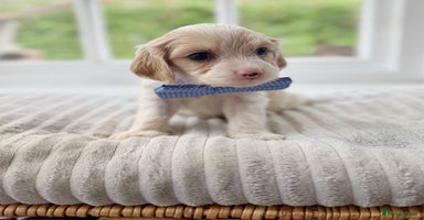 Cavapoochon dogs - Advert 3