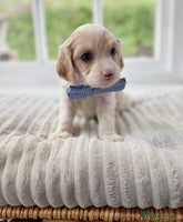 Cavapoochon dogs - Advert 4