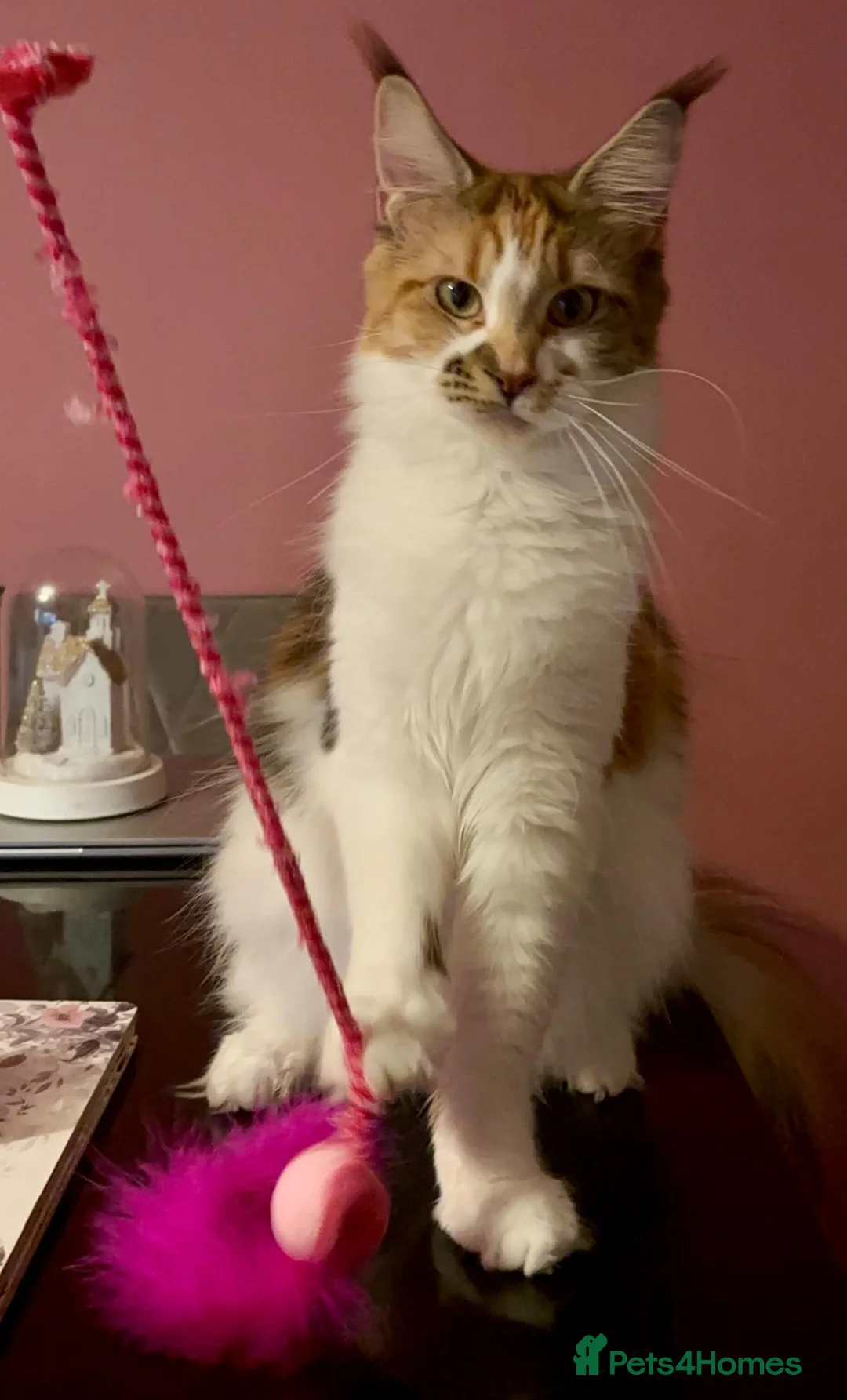 Maine Coon cats for sale: Beautiful calico female maine coon  in Romford - Advert 1
