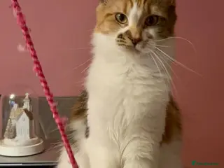 Maine Coon cats Beautiful calico female maine coon - Advert 2