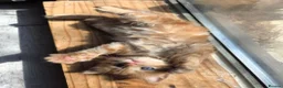 Mixed Breed cats for sale: 3 friendly and fluffy male kittens  - Advert 12