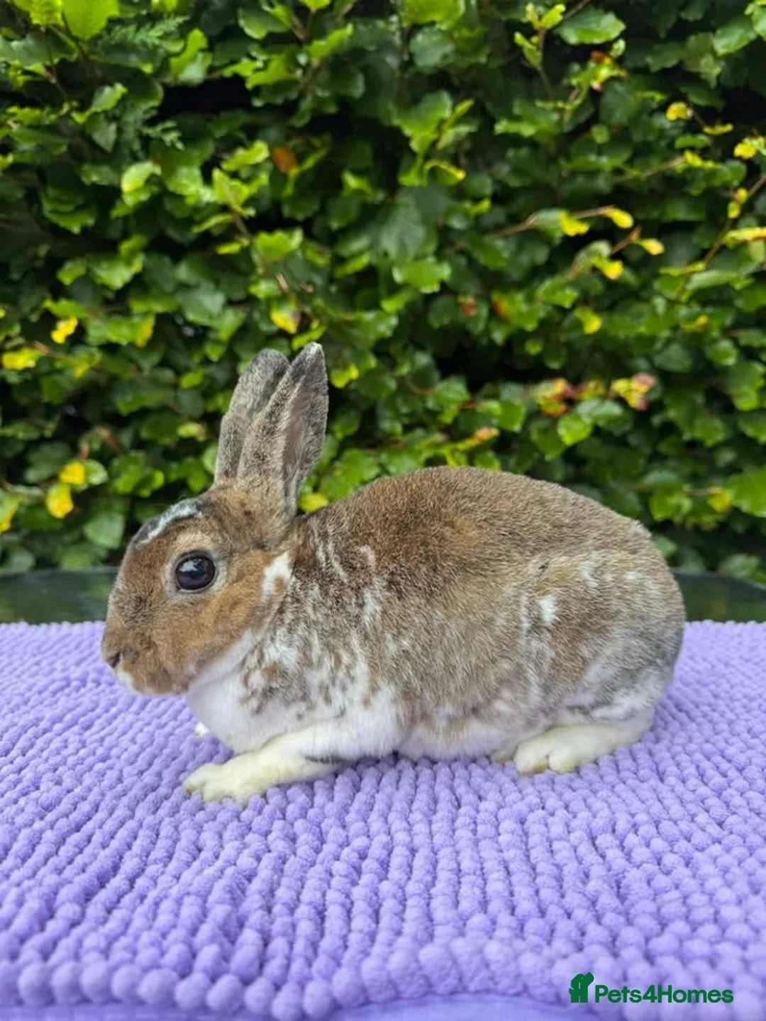 Rex rabbits for sale: Purebred Adult and Junior Mini Rex Available - Advert 3