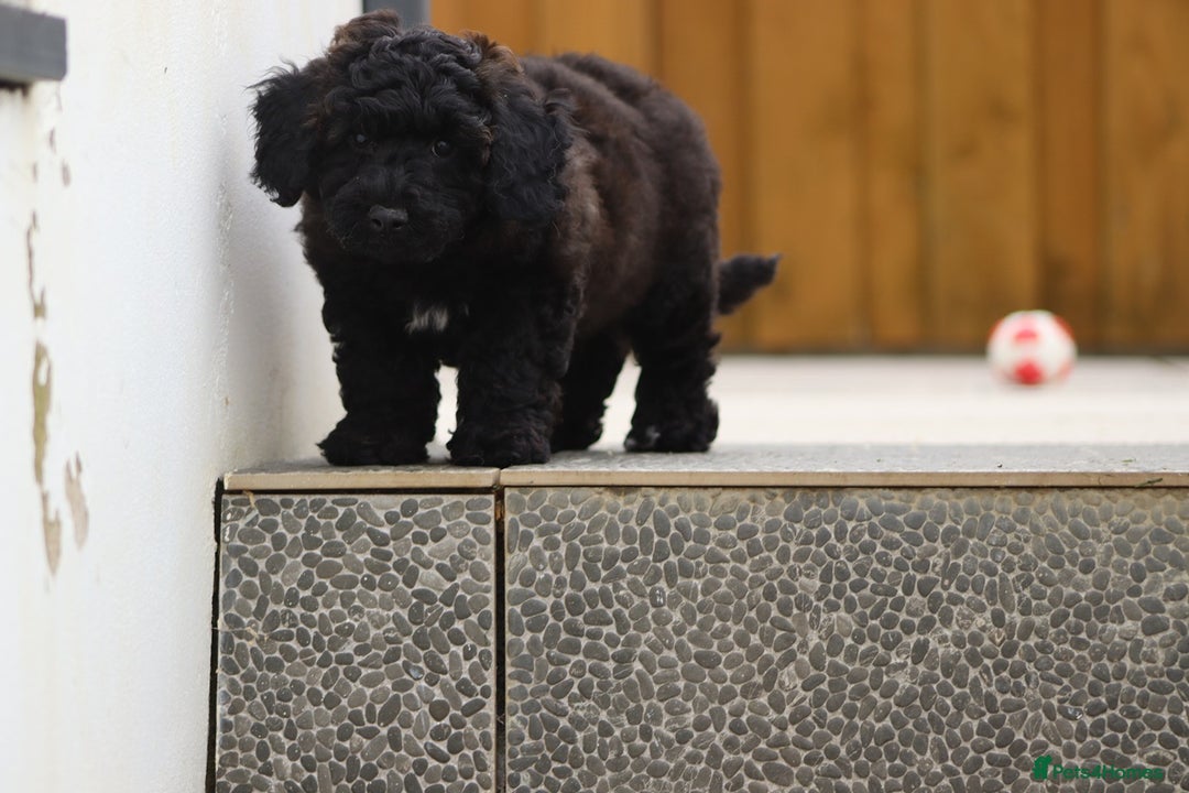 Poochon dogs for sale: F1 Poochon puppy for sale - Image 22