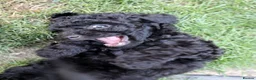 Miniature Poodle dogs for sale: Miniature Poodles in Northolt - Advert 12