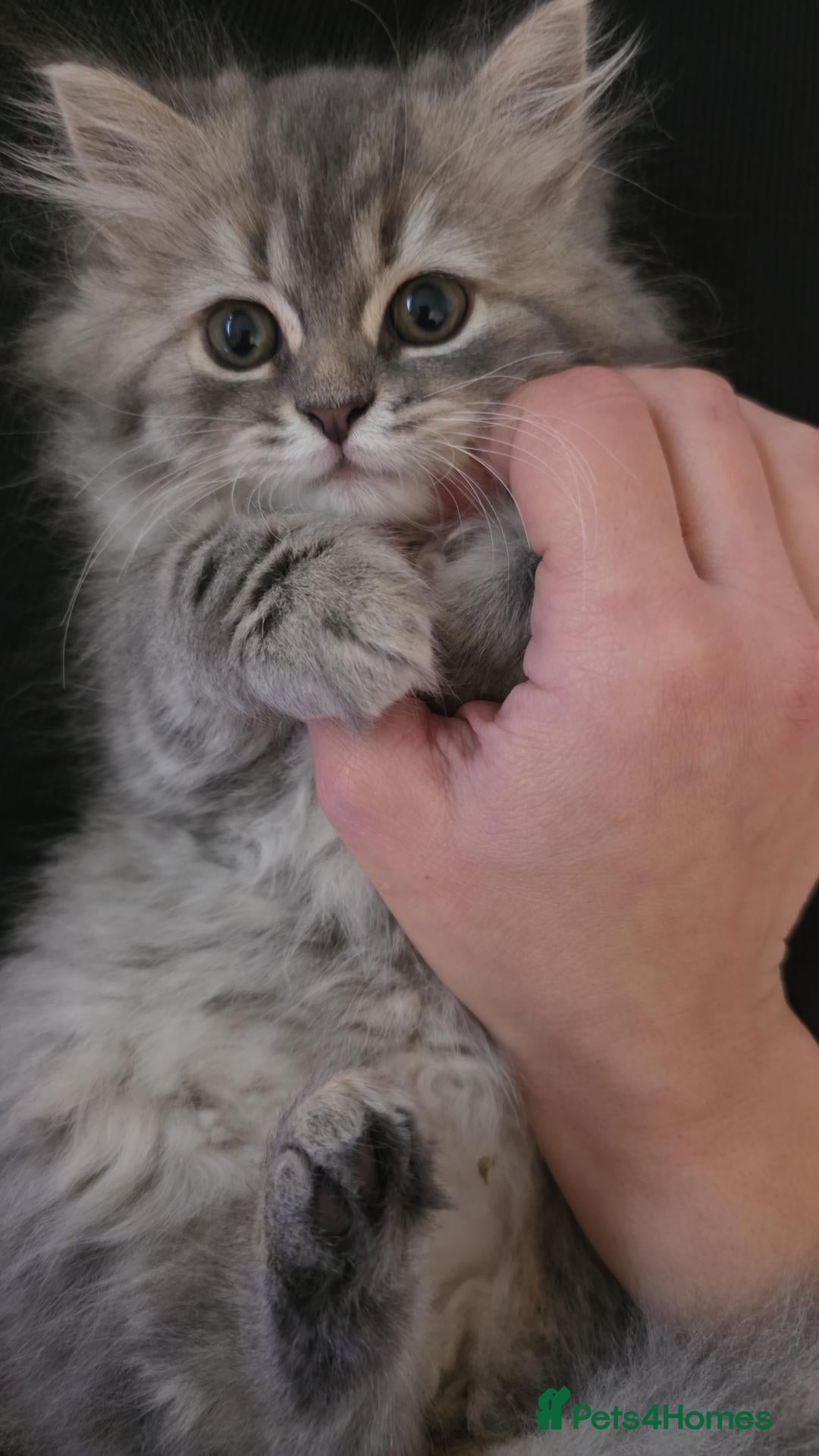 Mixed Breed cats Adorable Ragdoll x Persian Kittens - Advert 1