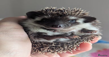 Pygmy Hedgehog rodents - Advert 14
