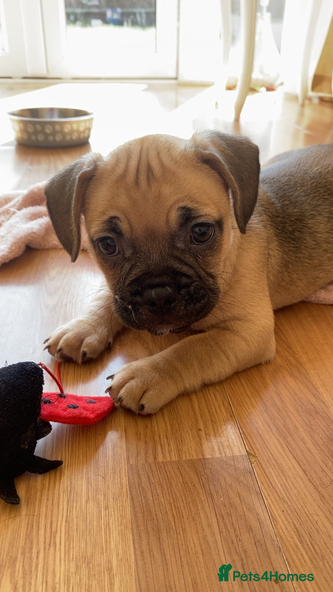 Mixed Breed dogs for sale: Frenchbulldog crossed pug and American bulldog  - Image 5