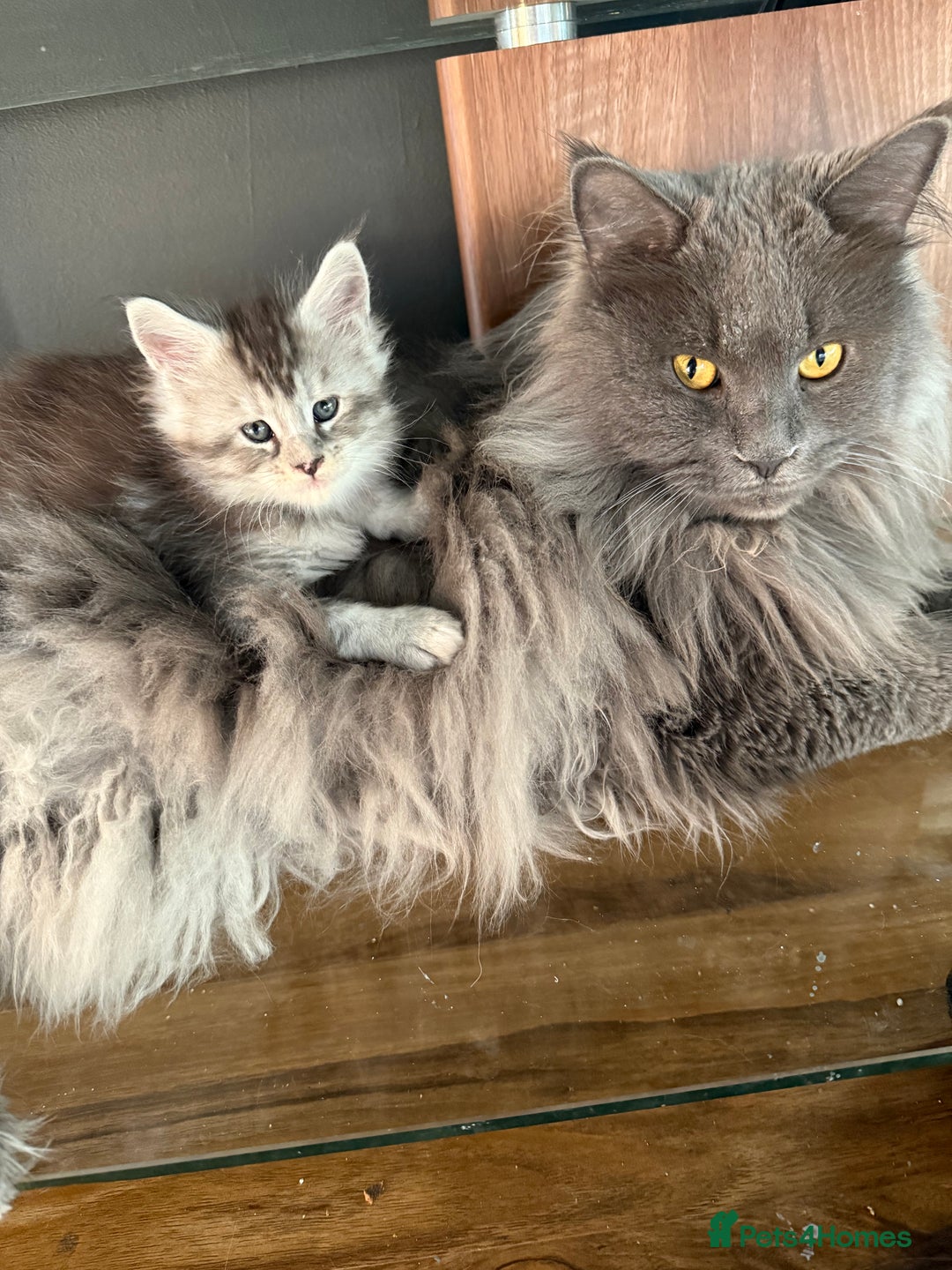 Maine Coon cats for sale: Tica registered Maine Coons from champion lines  - Image 17
