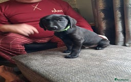 Mixed Breed dogs for sale: Lurcher x jackapoo  pups - Advert 8