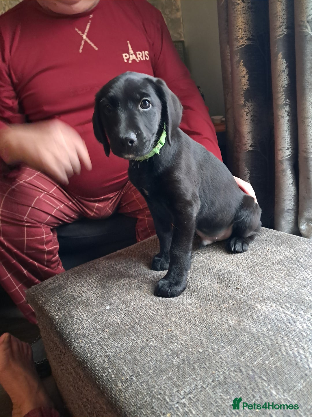 Mixed Breed dogs for sale: Lurcher x jackapoo  pups - Advert 8