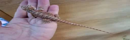 Bearded Dragon reptiles for sale: 75% red monster bearded dragon - Advert 3