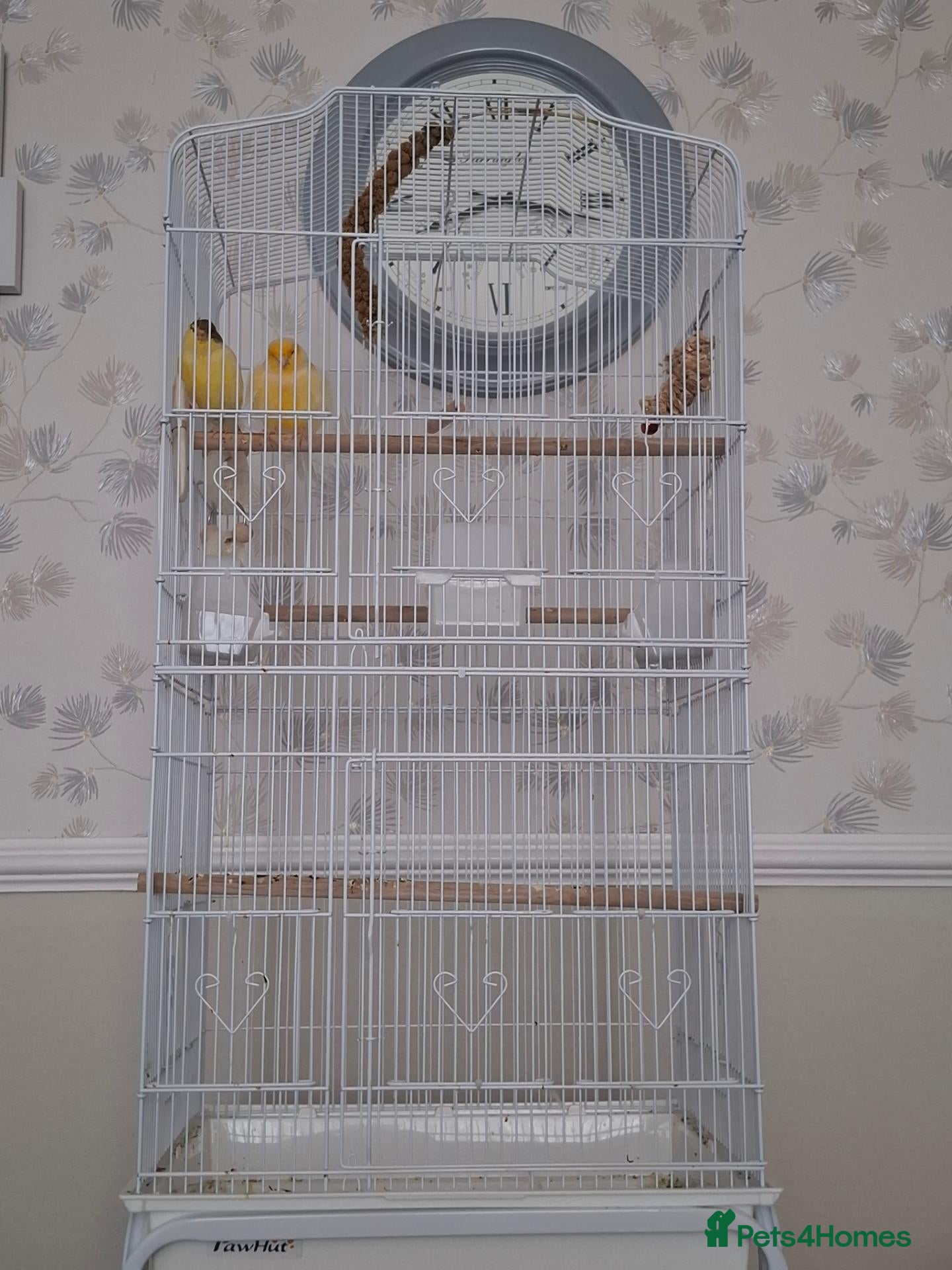 Canaries birds for sale: TWO CANARIES AND CAGE - Advert 3