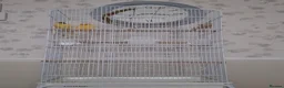 Canaries birds for sale: TWO CANARIES AND CAGE in Leicester - Advert 1