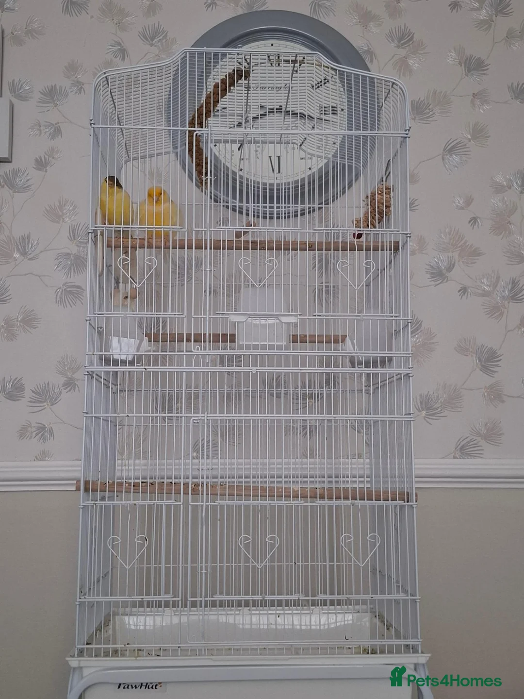 Canaries birds for sale: TWO CANARIES AND CAGE in Leicester - Advert 1