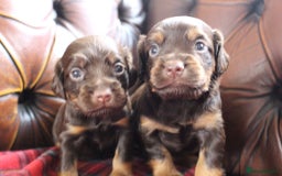 Cocker Spaniel dogs for sale: Stunning KC Working Cocker Spaniel Puppies - Image 23