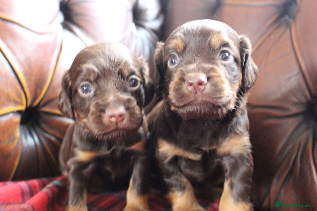 Cocker Spaniel dogs for sale: Stunning KC Working Cocker Spaniel Puppies - Image 23