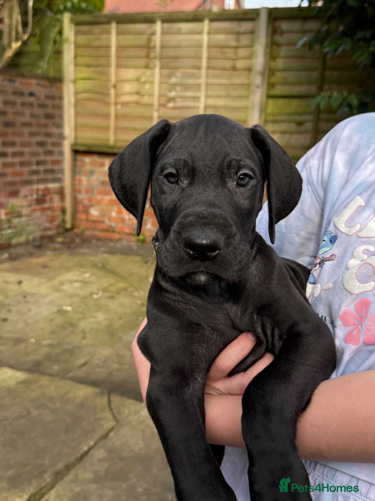Great Dane dogs Health Tested KC reg Ready Now Great Dane puppies - Advert 3