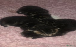 British Longhair cats for sale: 3 tabby kittens - Image 4