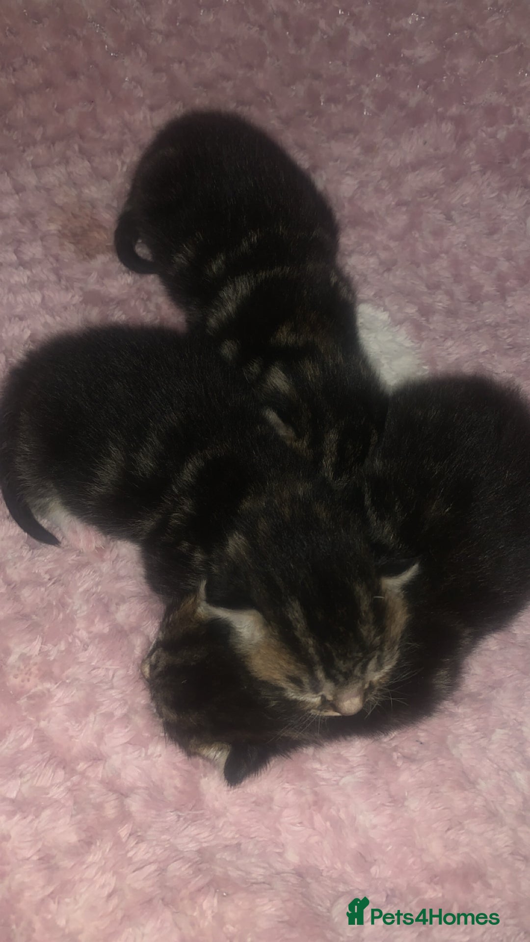 British Longhair cats for sale: 3 tabby kittens - Image 4
