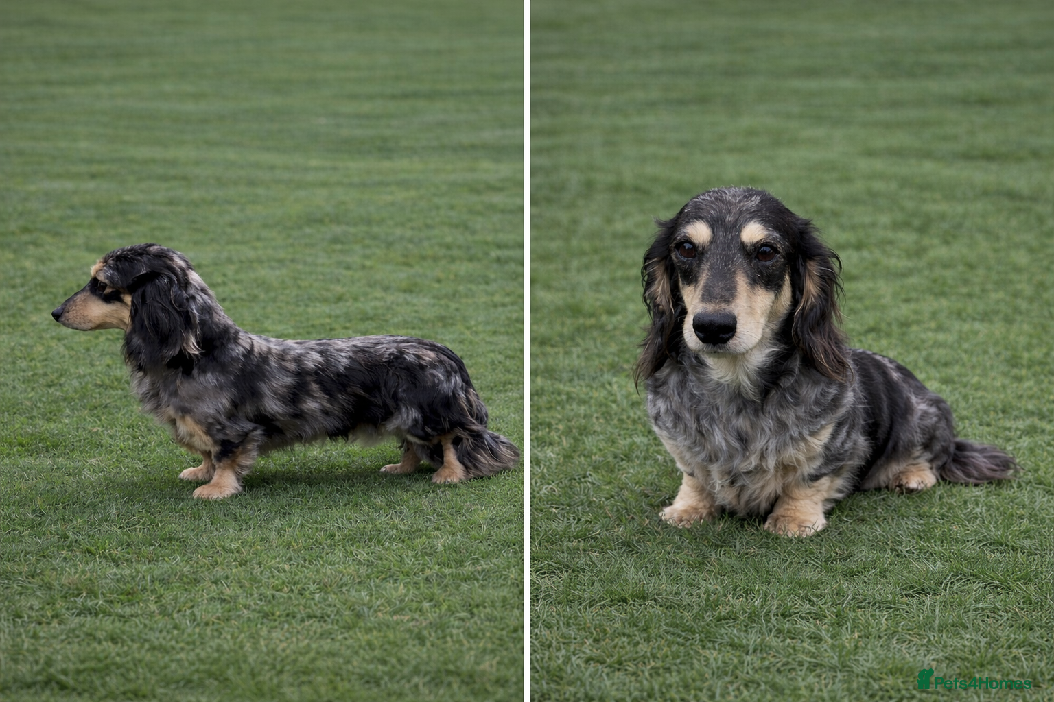 Miniature Dachshund dogs Silver Dapple long hair stud boy  - Advert 2