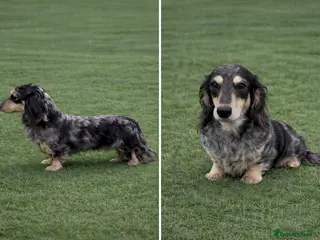 Miniature Dachshund dogs Silver Dapple long hair stud boy - Advert 2