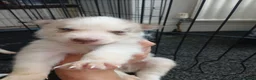 Siberian Husky dogs for sale: 2 LEFT REDUCED Stunning Siberian Husky Puppies - Advert 19