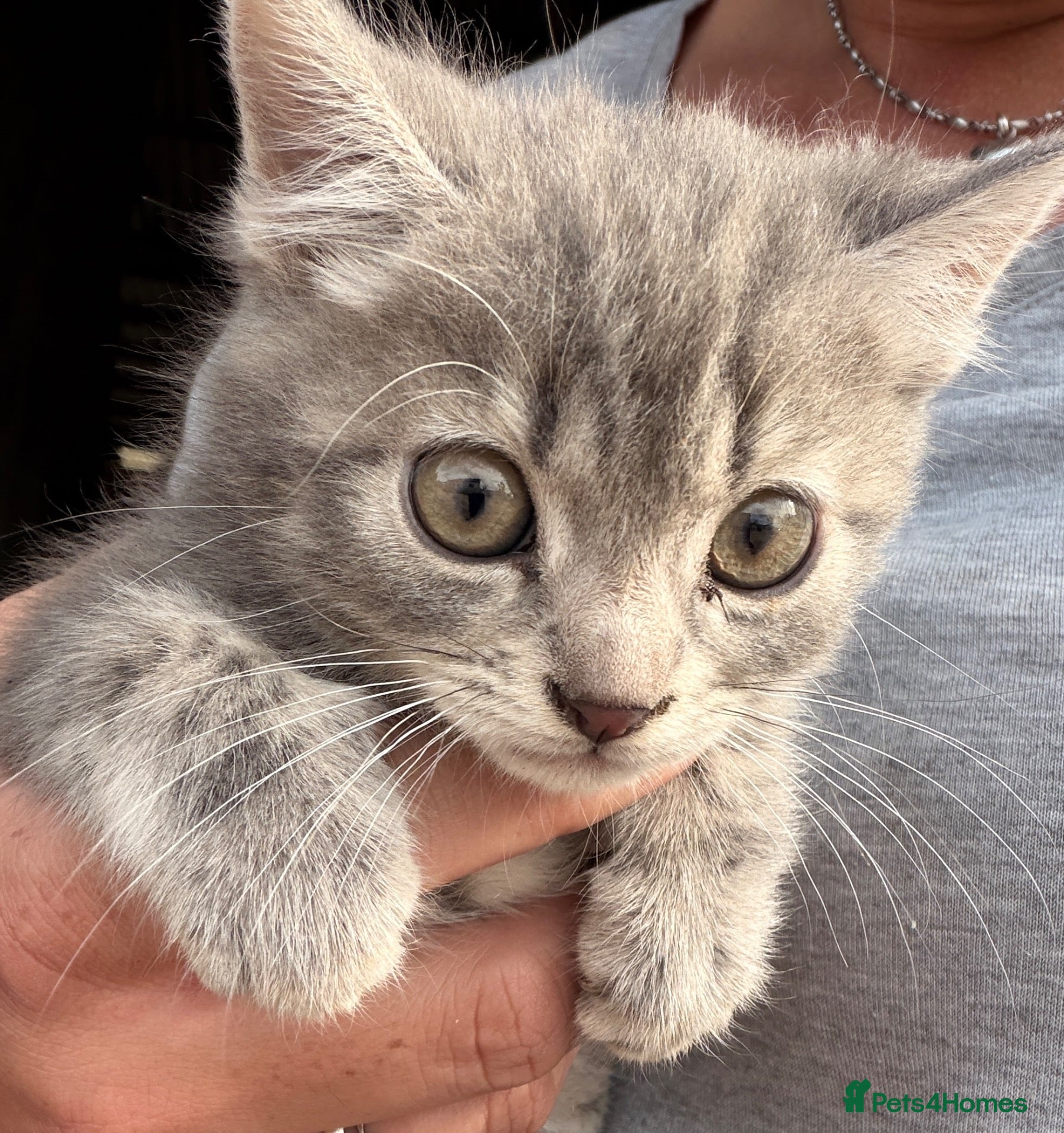 Mixed Breed cats Kittens for sale  - Advert 11