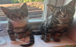 Mixed Breed cats for sale: Two cute kittens looking for a loving home - Image 1
