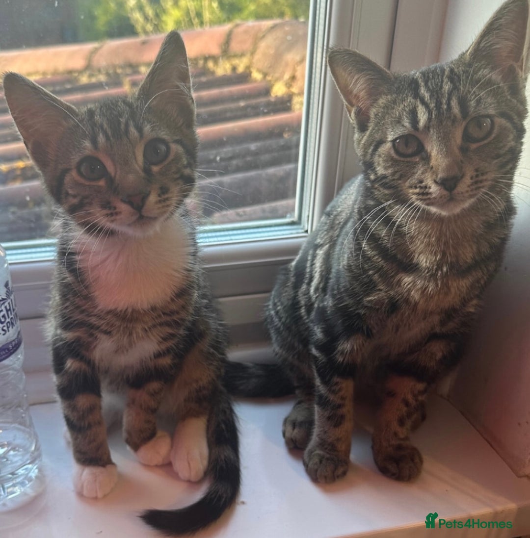 Mixed Breed cats for sale: Two cute kittens looking for a loving home - Image 1