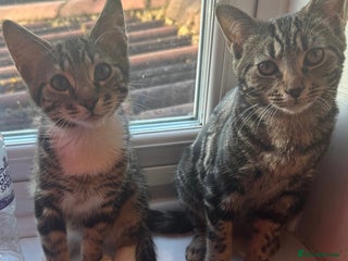 Mixed Breed cats - Advert 6