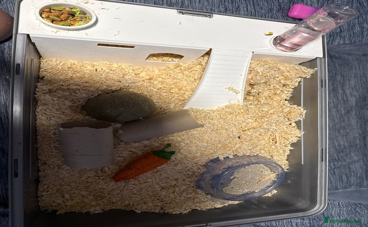 Hamster rodents - Advert 1