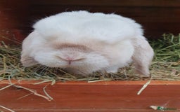 Mini Lop rabbits for sale: Spayed/neutered rabbits Vac RHD2 yurvac - Image 1